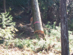RIMG0038.gif